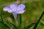 Carolina wild petunia